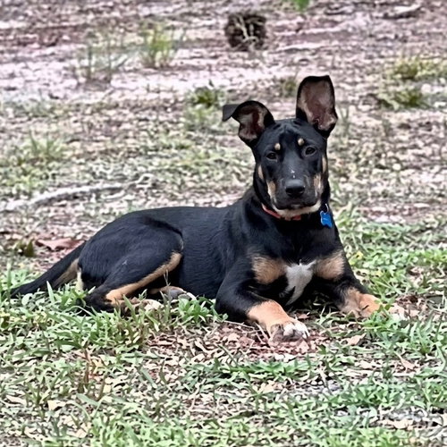 Zeus2 photo 3