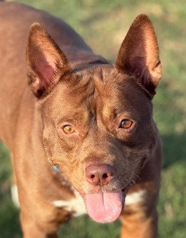 Annie Lou, an adoptable Australian Cattle Dog in Canton, CT