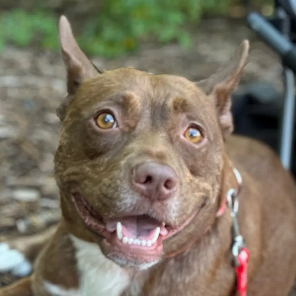 Annie Lou - Australian Cattle Dog