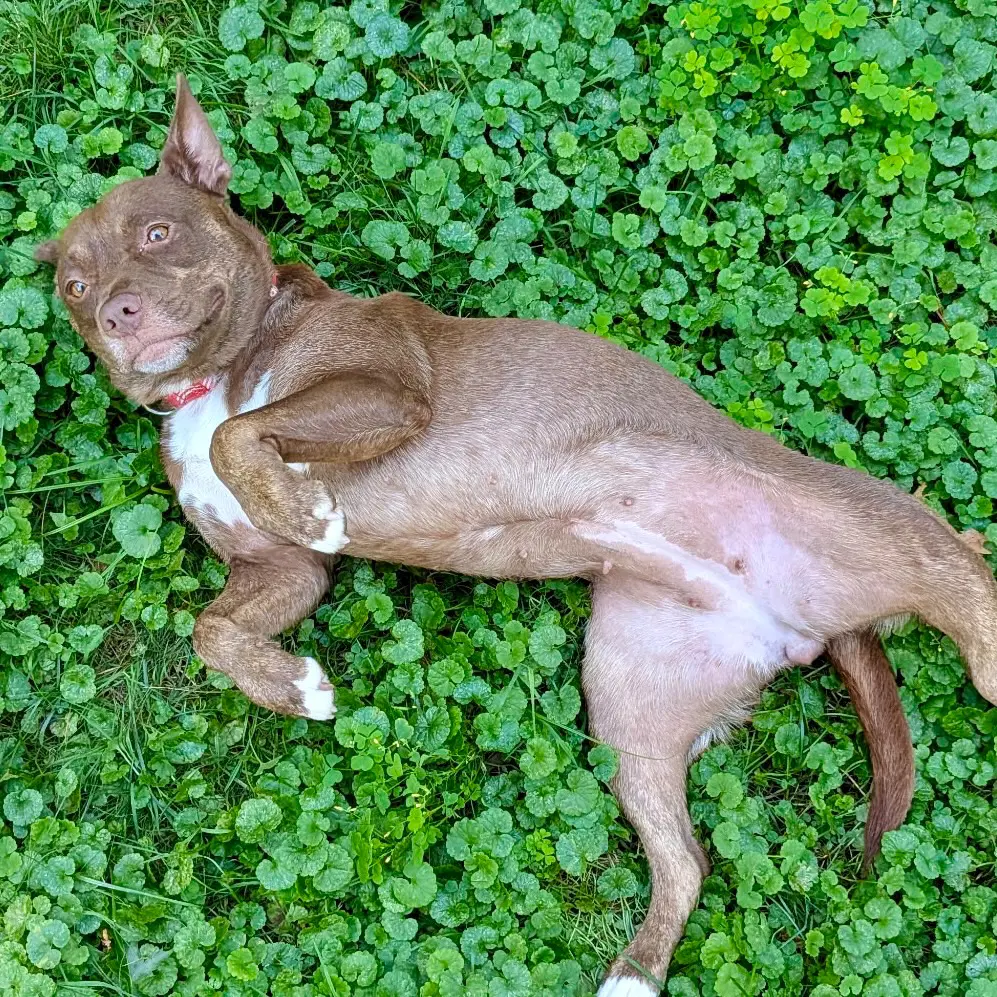 Annie Lou image 4