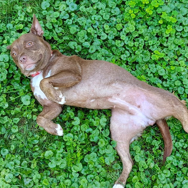 Annie Lou