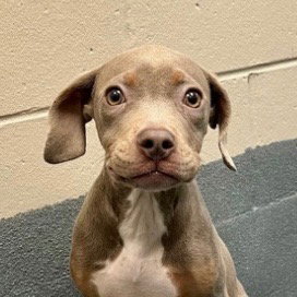 Gracie