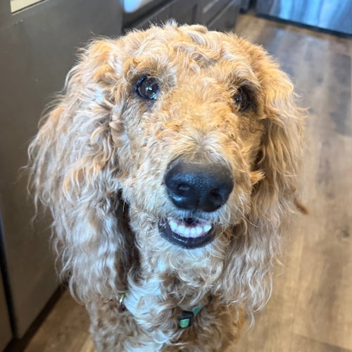 Hazel