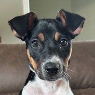 Lily, an adoptable Australian Cattle Dog in Canton, CT