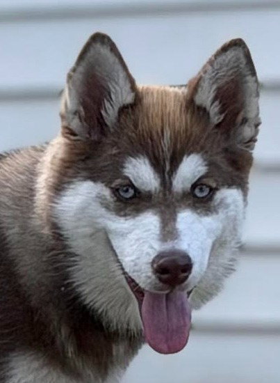 Maisie, an adoptable Husky in Canton, CT