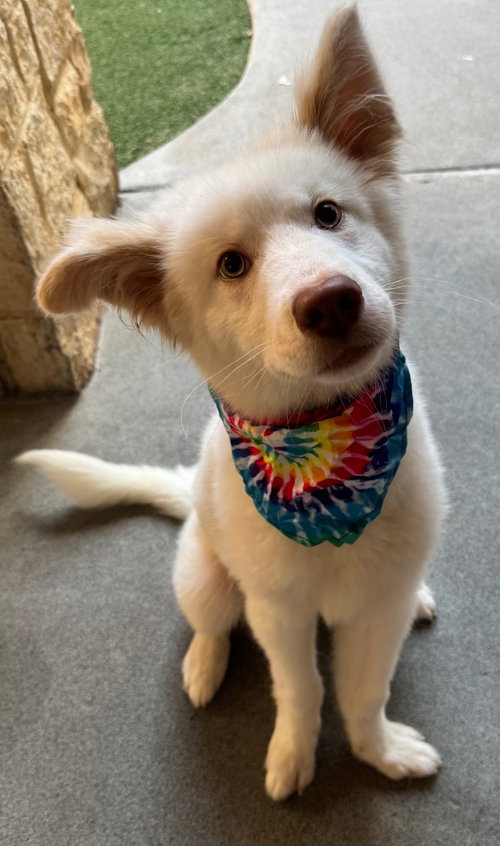Olaf photo 3