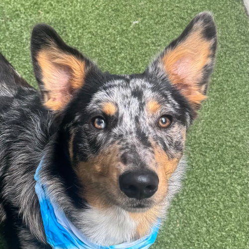Ruger, an adoptable Australian Cattle Dog in Canton, CT