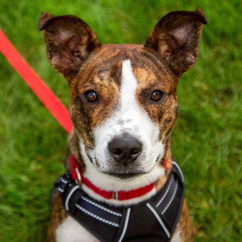 picture of the dog needing adoption