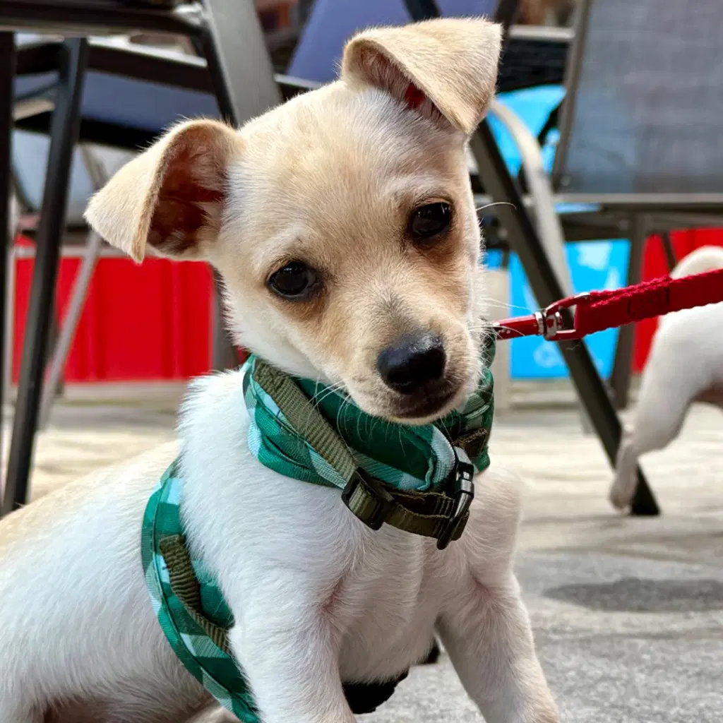 Dorito - Chihuahua