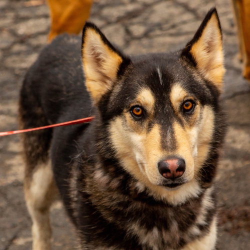 picture of the dog needing adoption