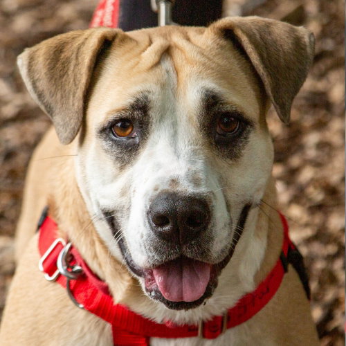 picture of the dog needing adoption