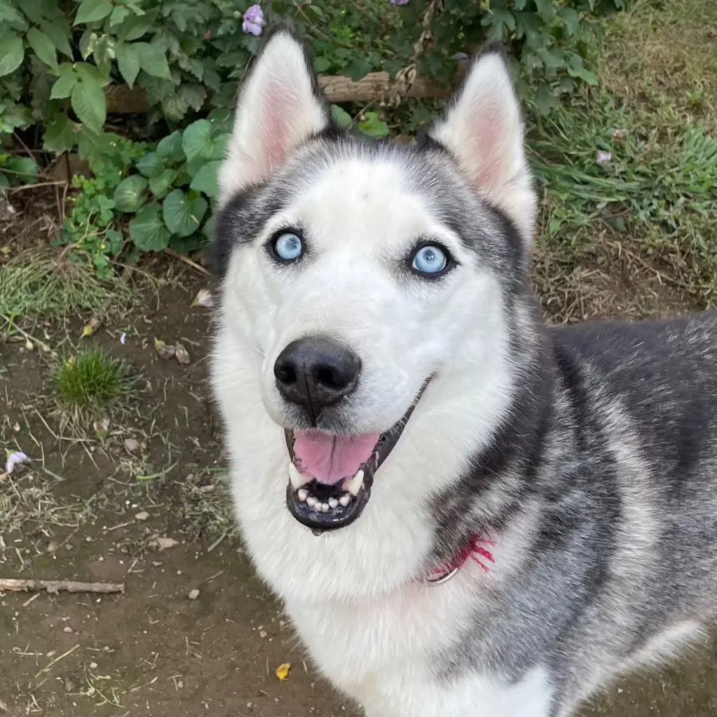 Emma - Siberian Husky