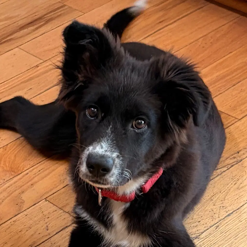 Rowdy - Border Collie