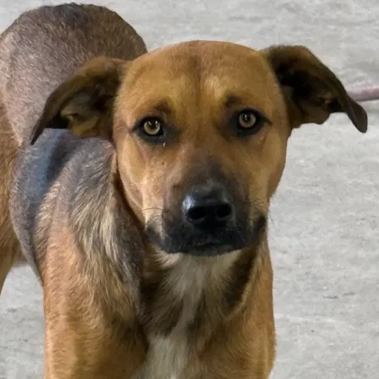 Brock - Black Mouth Cur