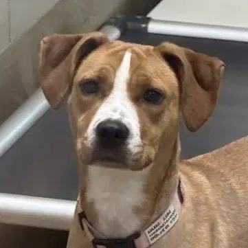 Camilla - Terrier