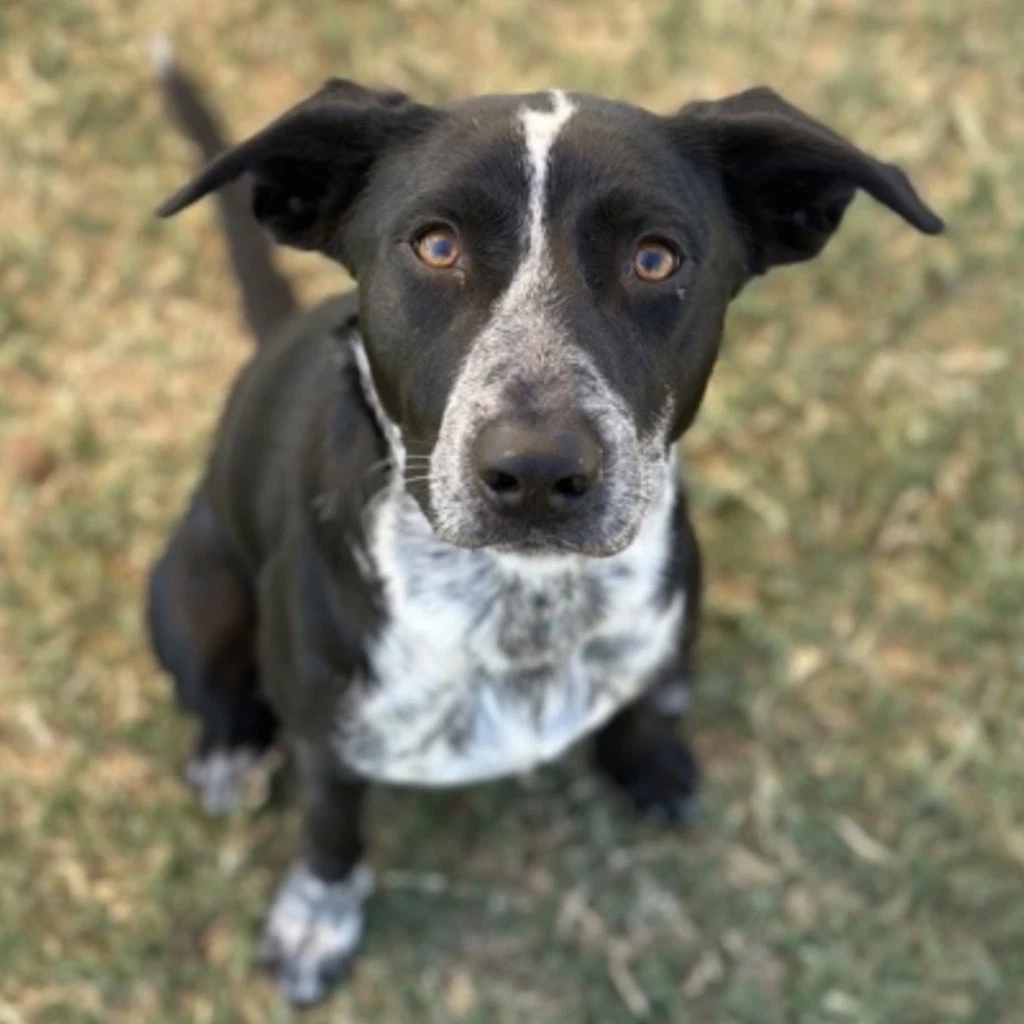 Duke
