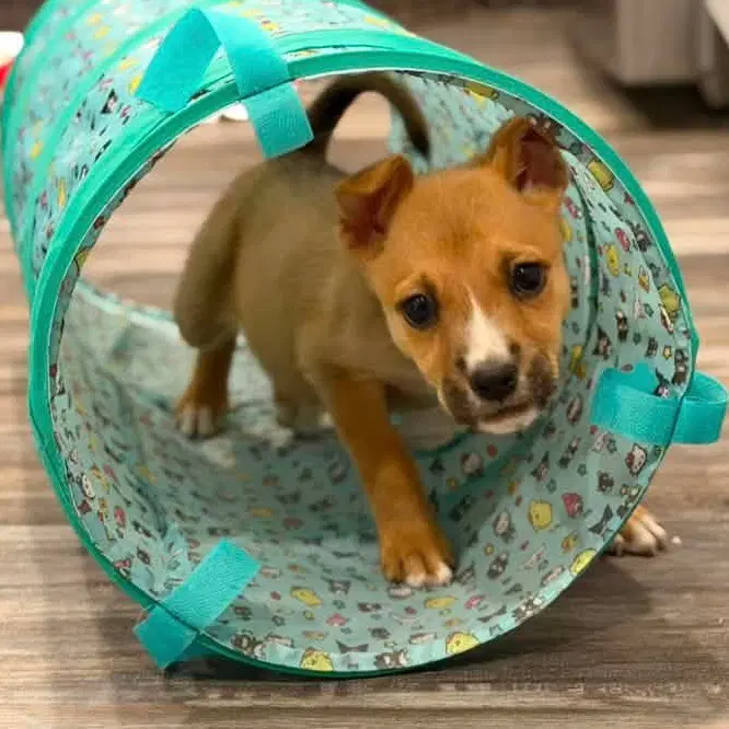 Ferngully - Terrier