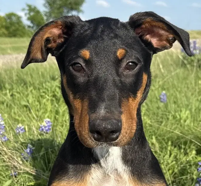 Fudge - Doberman Pinscher