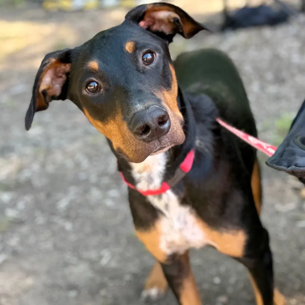 Fudge - Doberman Pinscher