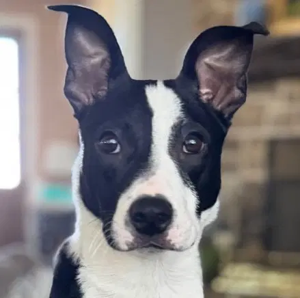 Josh - Boston Terrier
