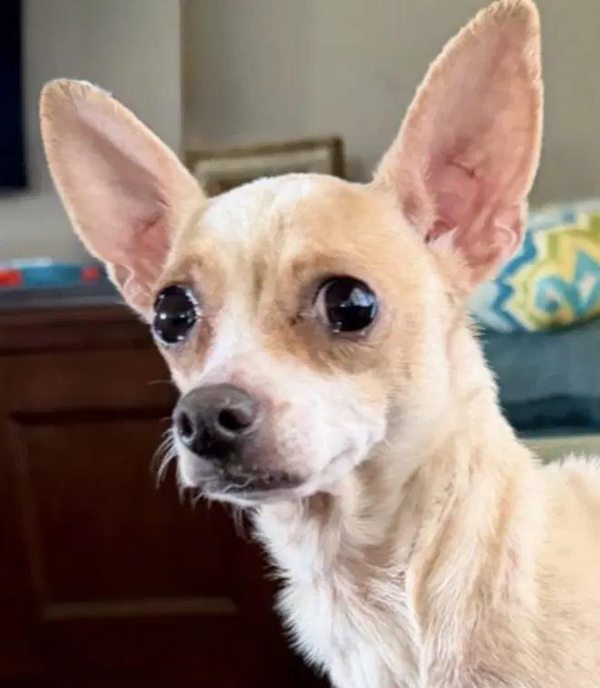 Lilly - Chihuahua