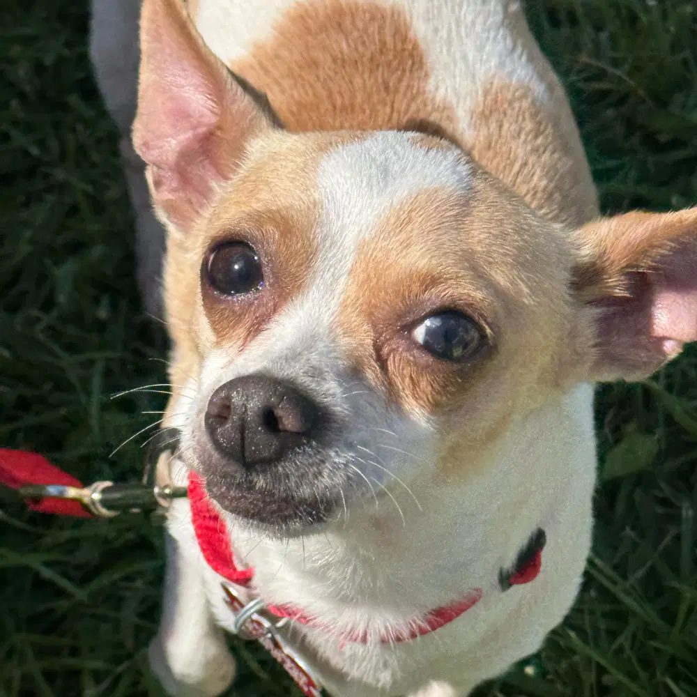 Lilly - Chihuahua