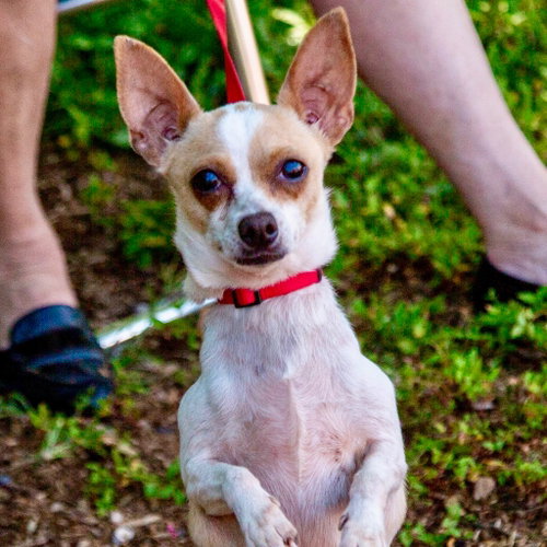 picture of the dog needing adoption