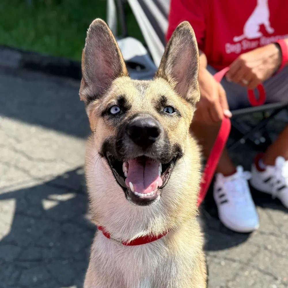 Locke - German Shepherd Dog