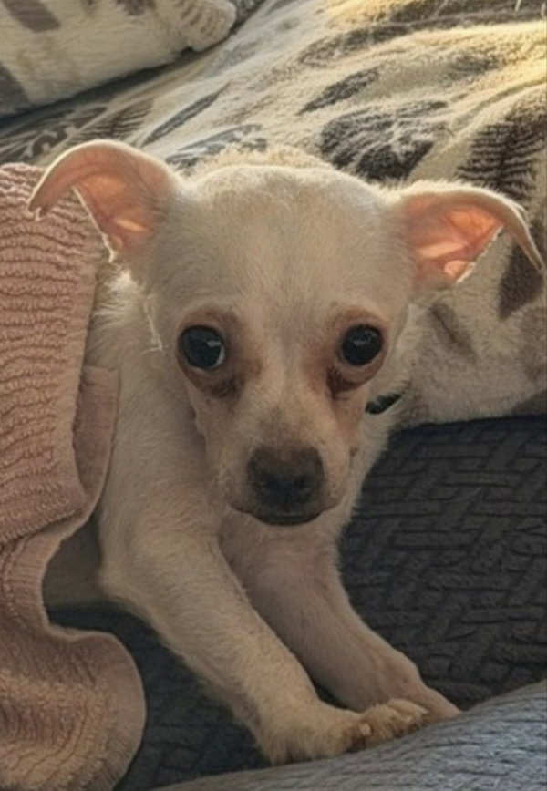 Peanut