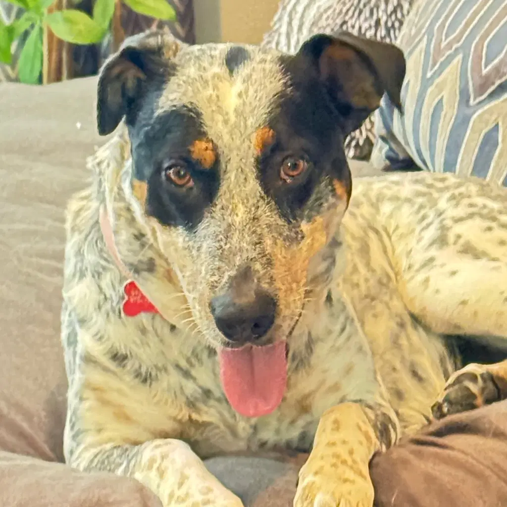 Rose - Australian Cattle Dog/Blue Heeler