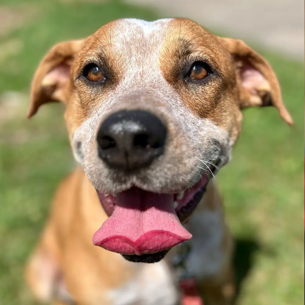 Boots - Terrier