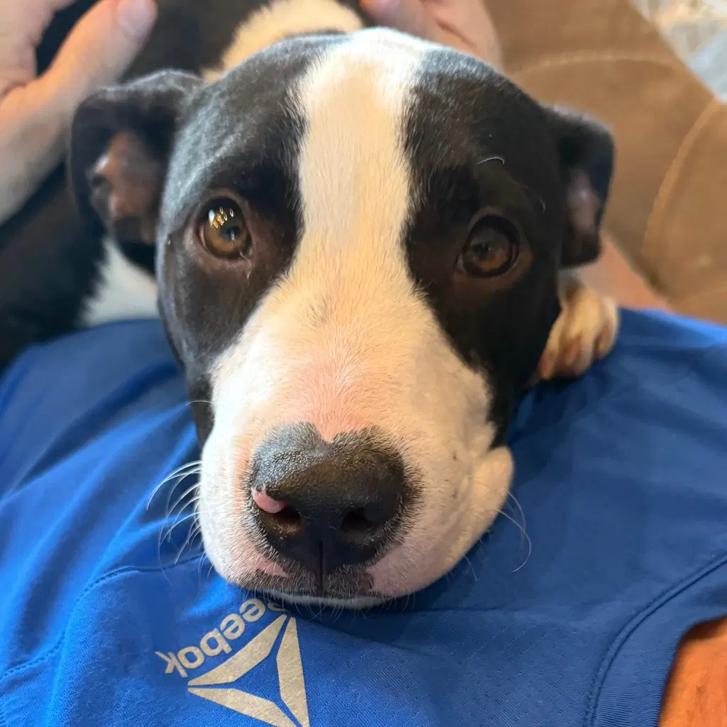 Mocha Frappe - Terrier