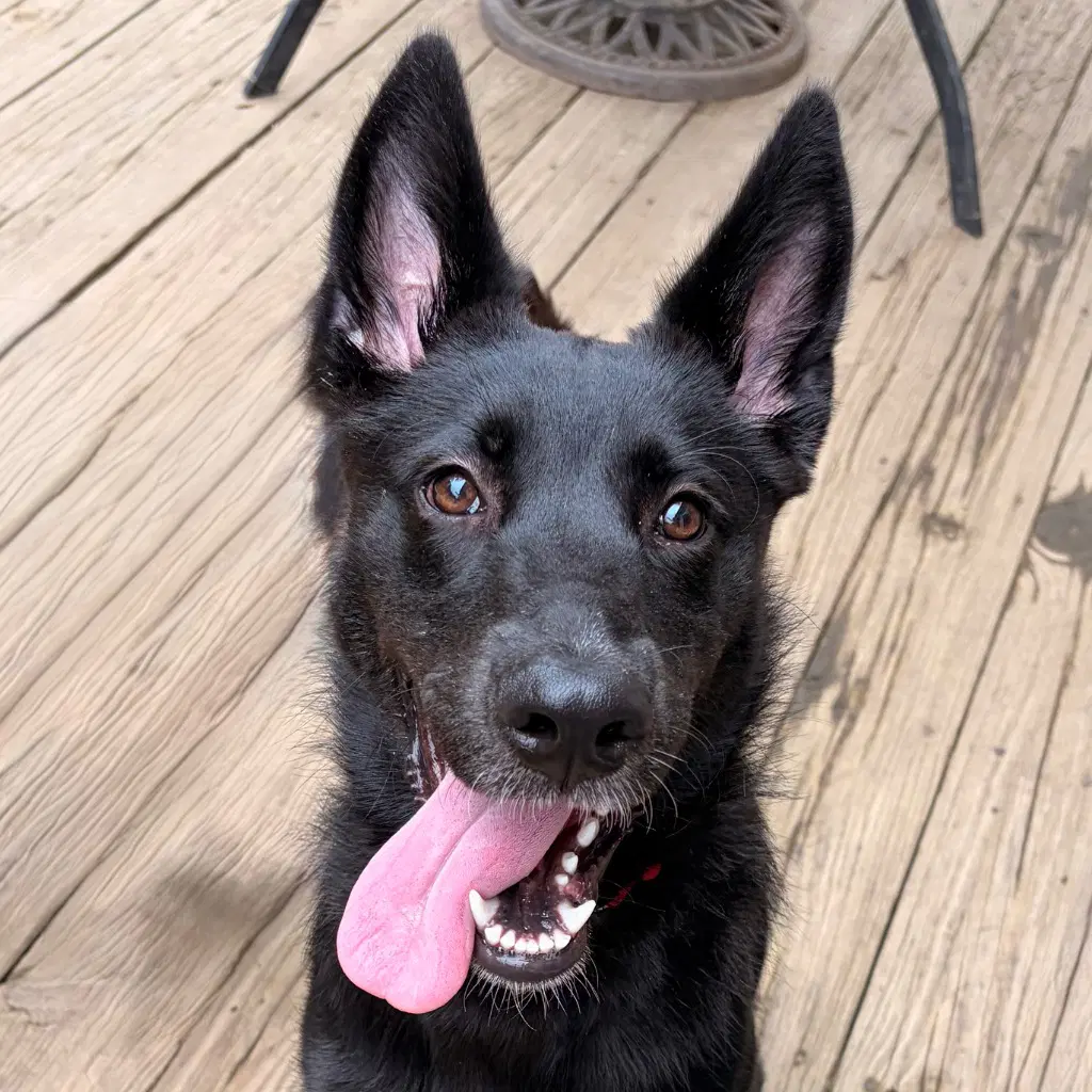 Fae - German Shepherd Dog