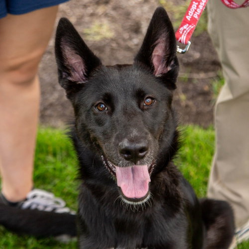 picture of the dog needing adoption