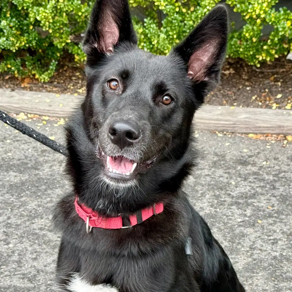 Fae - German Shepherd Dog