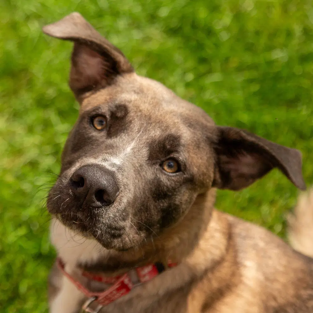 Thor - Labrador Retriever