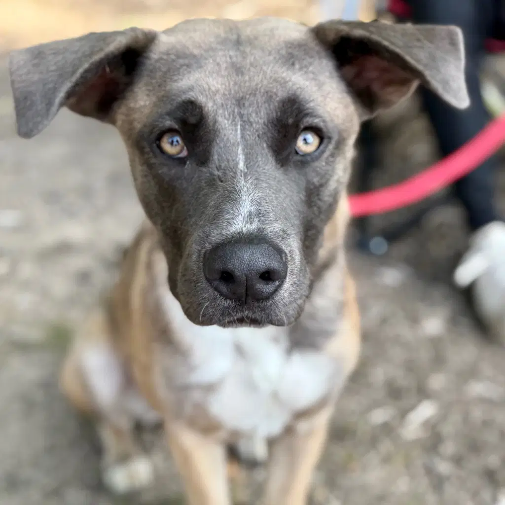 Thor - Labrador Retriever
