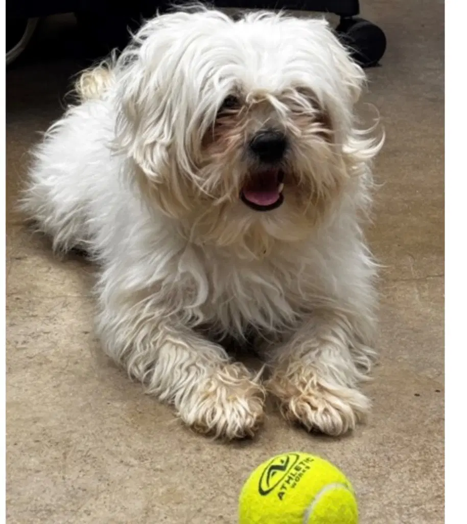 Pippin image 1