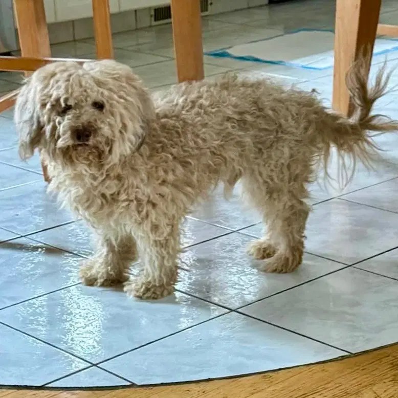 Alfie image 3