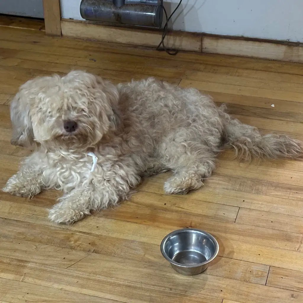 Alfie image 4