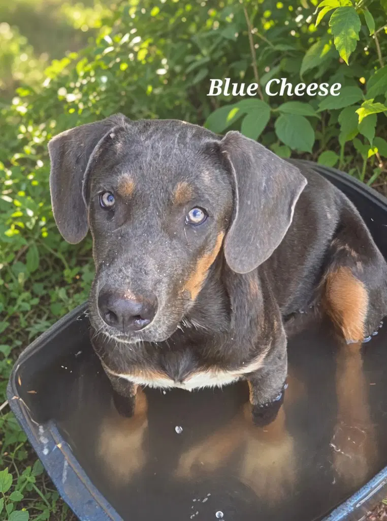 Blue Cheese image 2