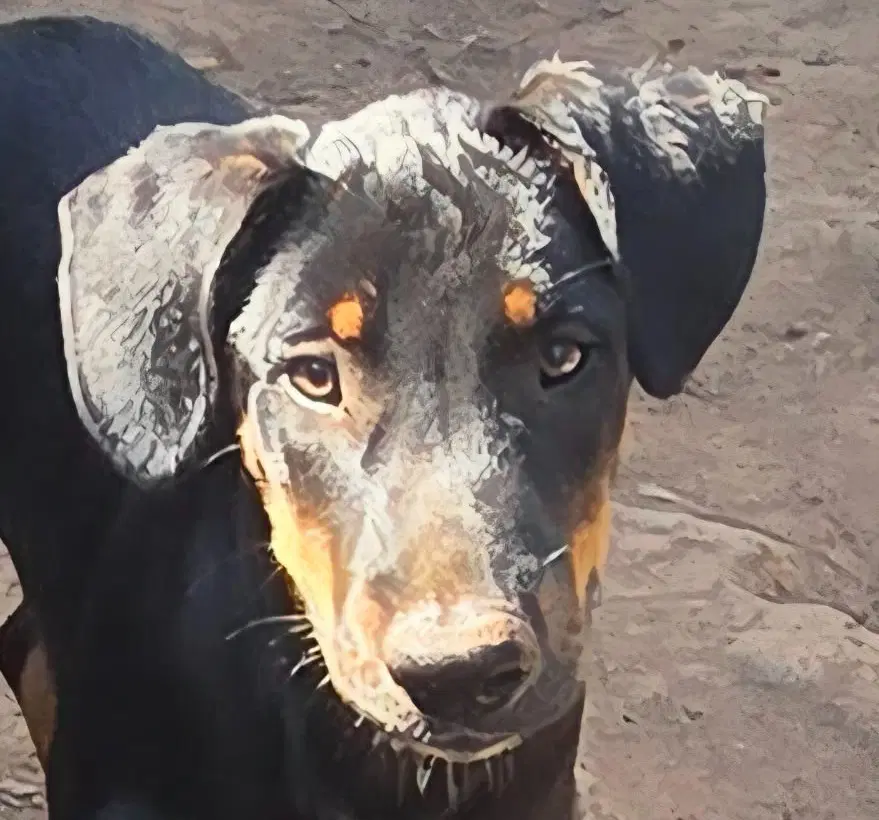 Bubba - Shepherd
