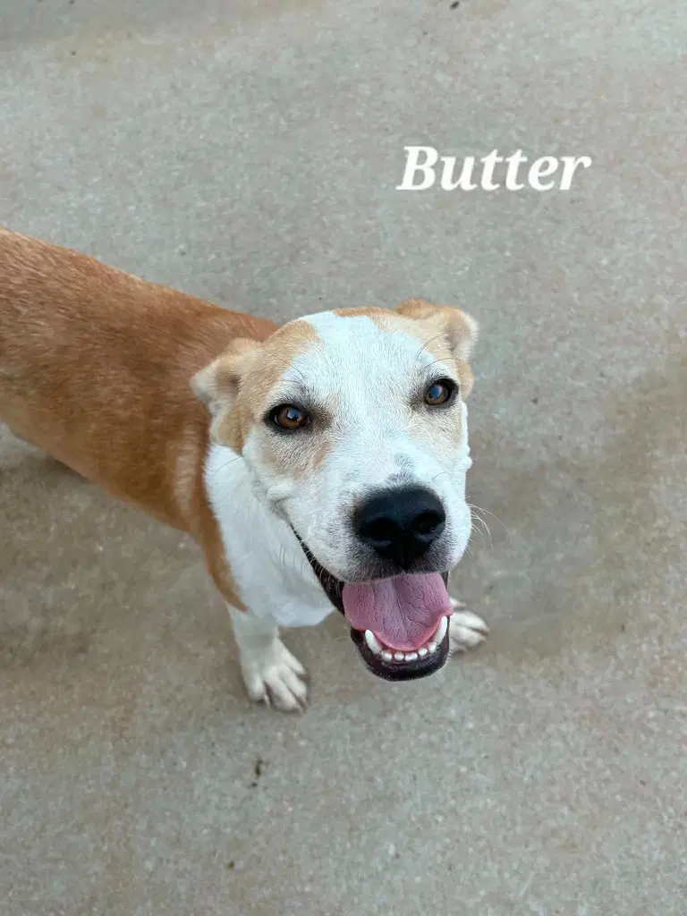 Butter image 2