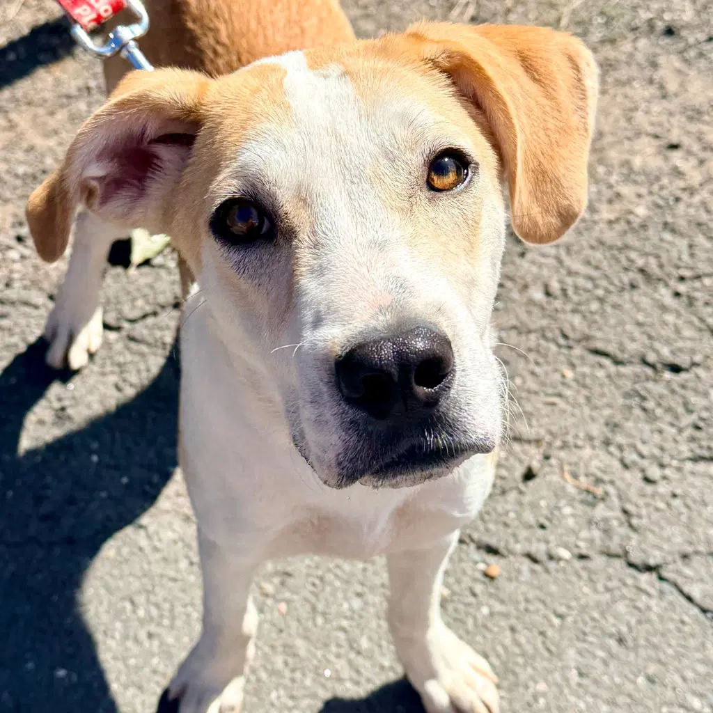 Butter - Labrador Retriever