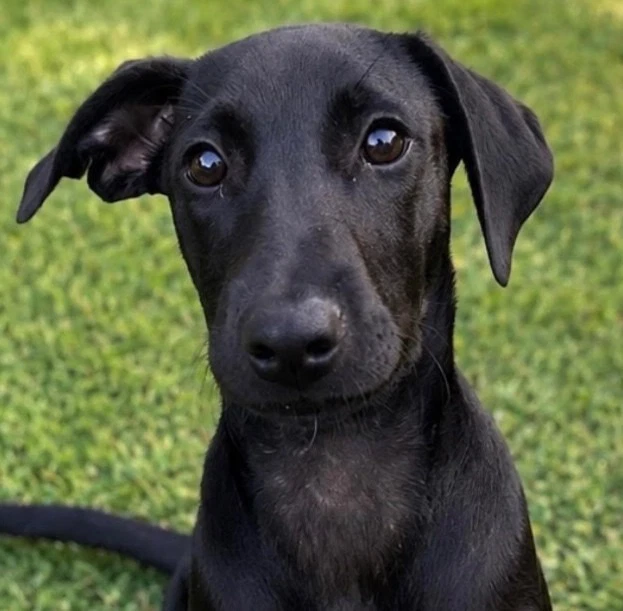 Chiquita
