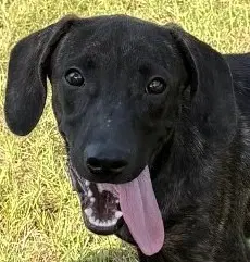 Cowboy - Hound