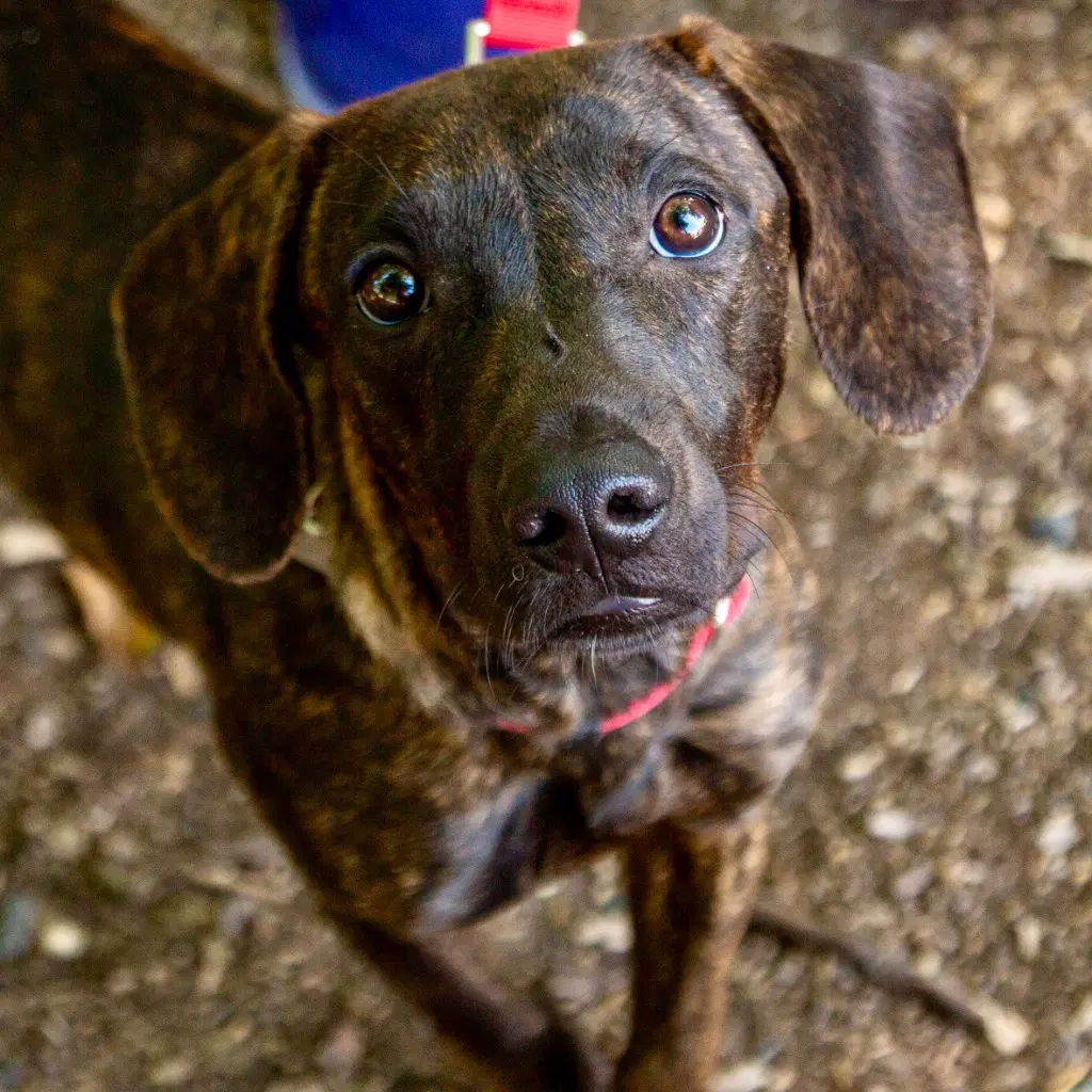Cowboy - Hound