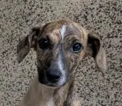 Dixie - Plott Hound