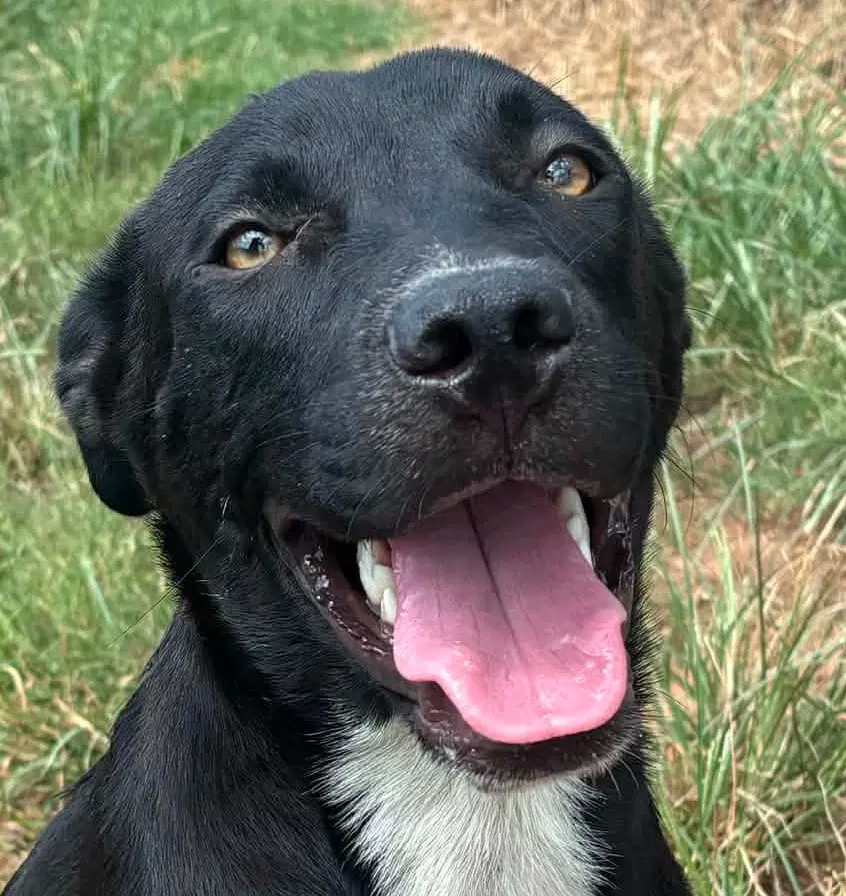 Fenrir - Labrador Retriever