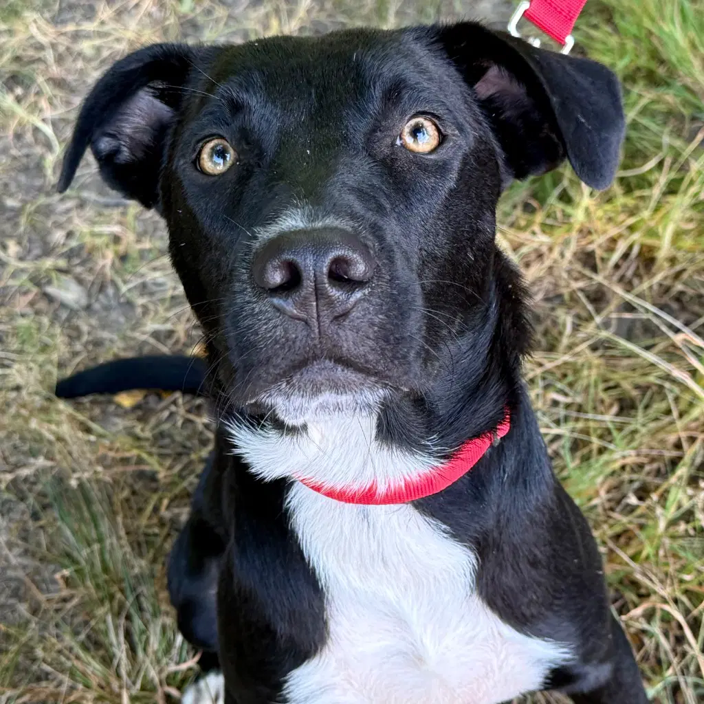 Fenrir - Labrador Retriever